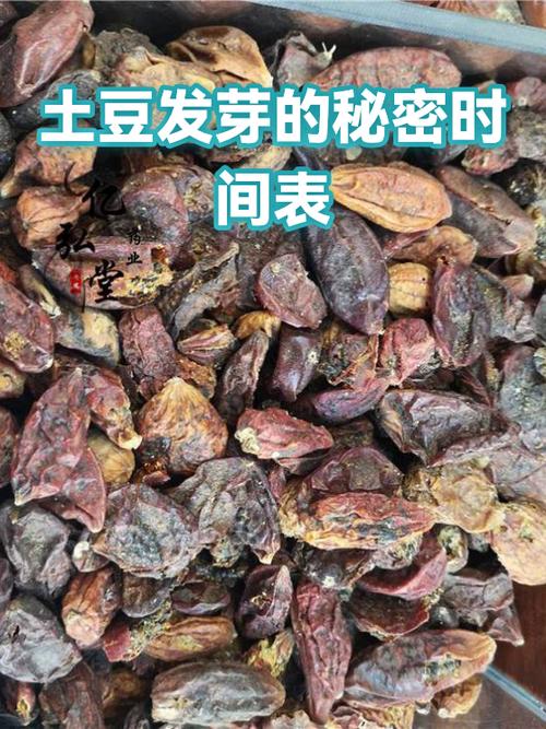 生芽的土豆把芽削了还能不能吃