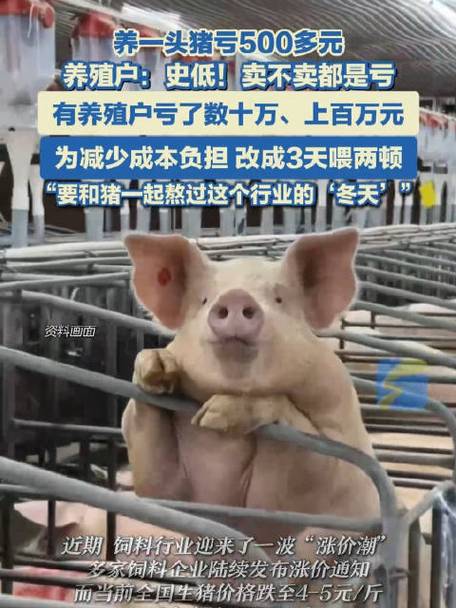 养500头猪一年利润多少