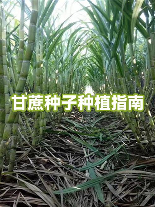 甘蔗有种子吗