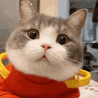 猫表情包gif