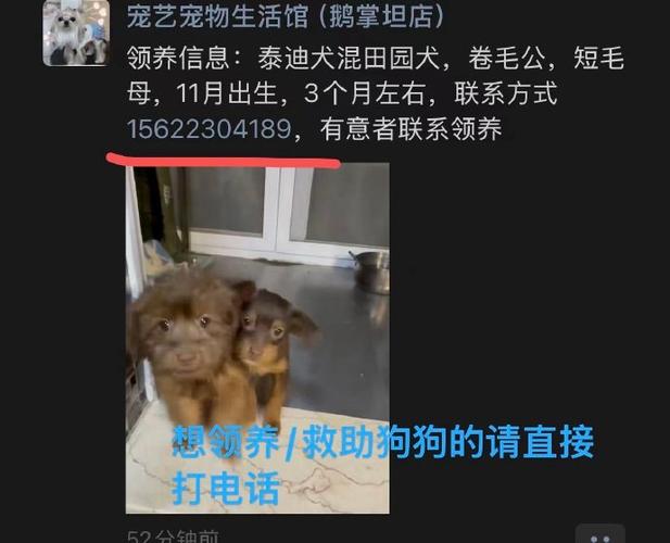 宠物狗狗丢了怎么找最有效