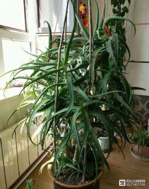 芦荟喜阴还是喜阳