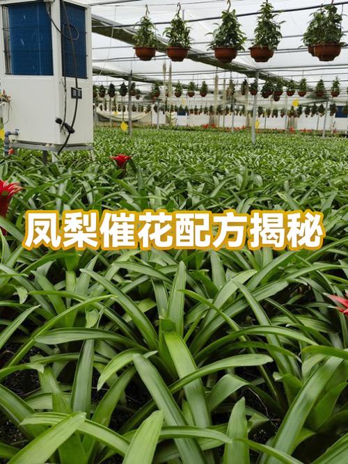 凤梨催花