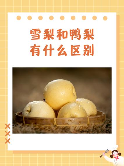 止咳梨子鸭梨还是雪梨