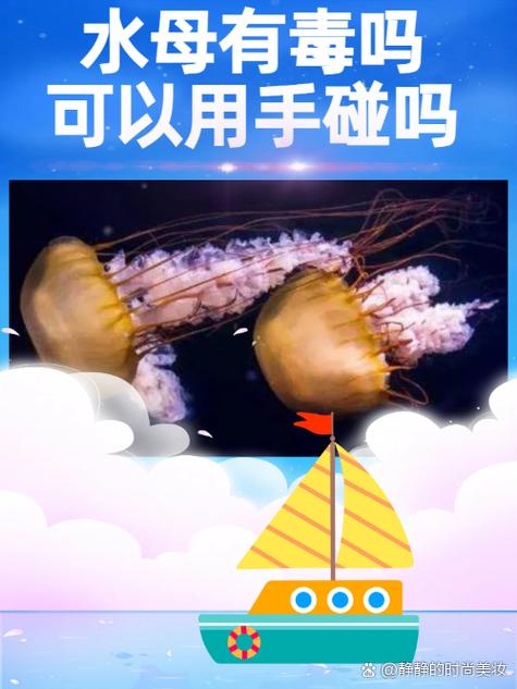 100水母毒日期2026年几月几号