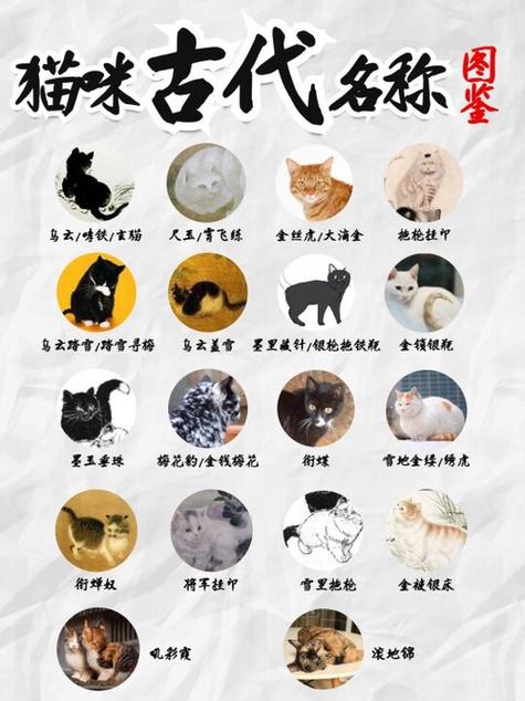 最吉利的橘猫名字