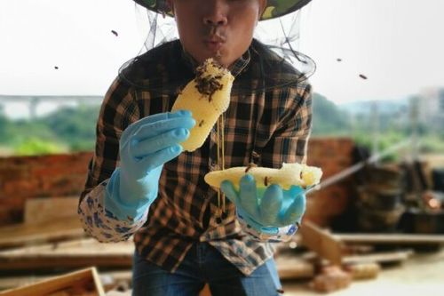 蜜蜂是怎么酿蜂蜜的