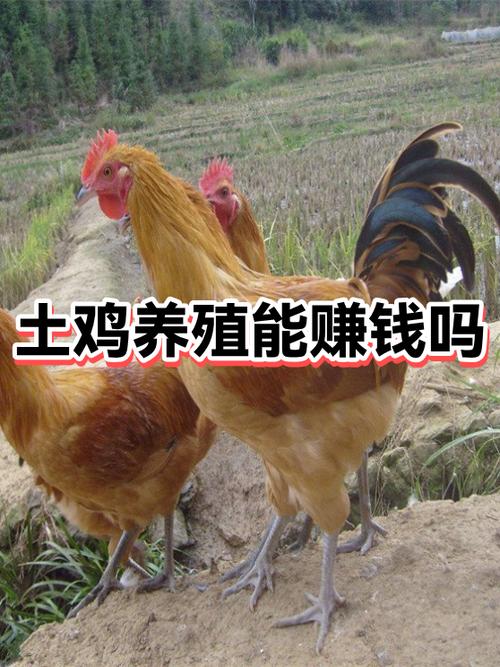养土鸡能赚钱吗