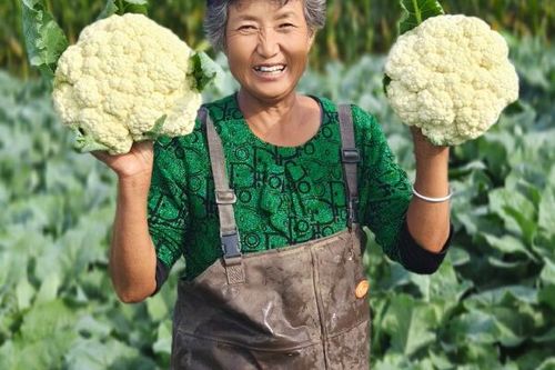 花菜产地是哪里