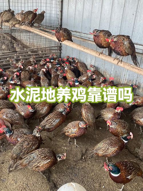 养鸡能赚钱吗