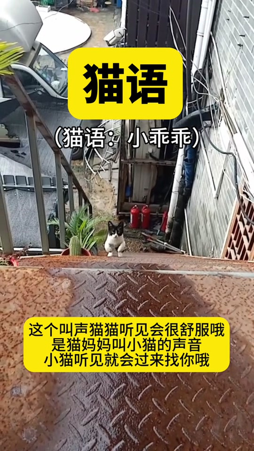 母猫叫声唤小猫