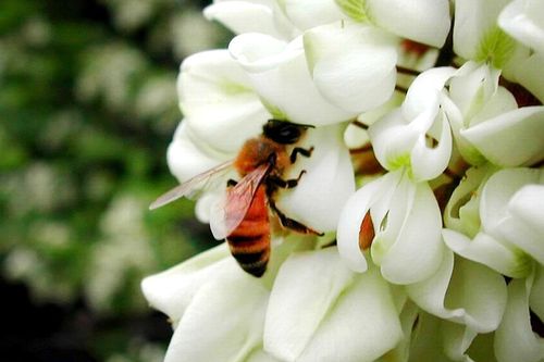 蜜蜂采的蜜是什么