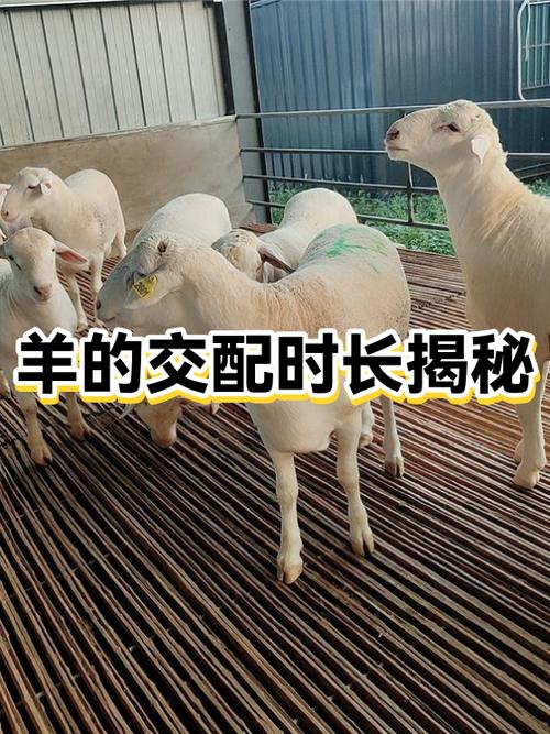 暖羊羊是公还是母