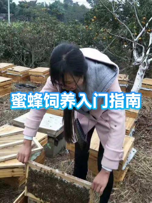 给蜜蜂喂白糖的视频