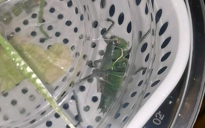 蝈蝈不叫怎么回事