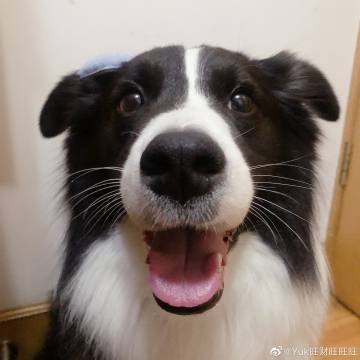 旺旺财旺旺财歌词
