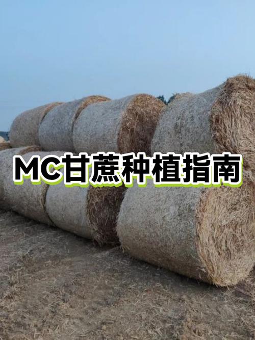 mc怎么种甘蔗