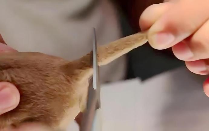 为什么要剪狗尾巴