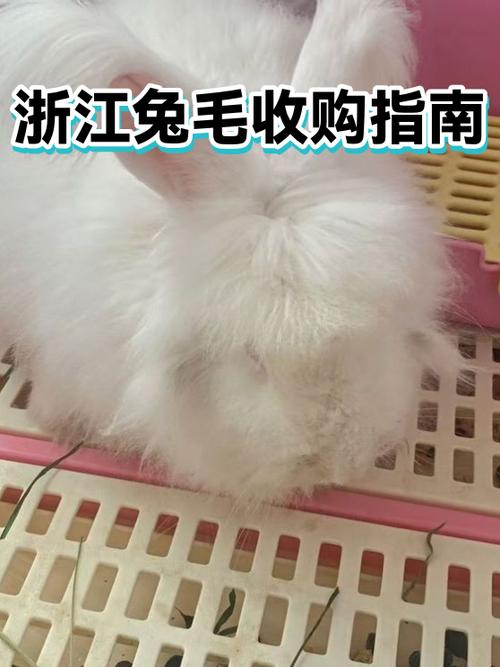 收购兔子联系方式