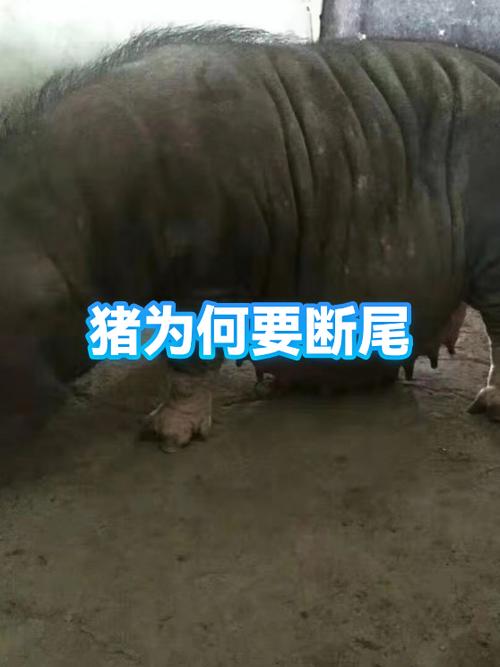 猪断尾为什么不好卖了