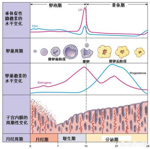 月经周期