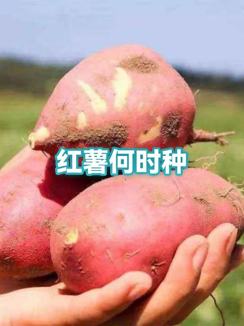 红薯种植时间和方法