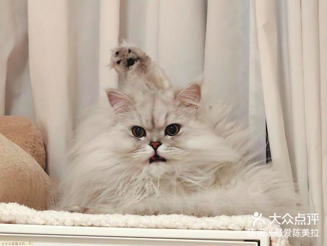 猫咪日记点评