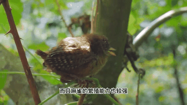 这6种宠物的生存能力