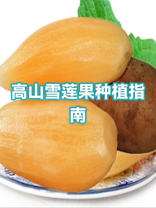 雪莲果种植时间和方法
