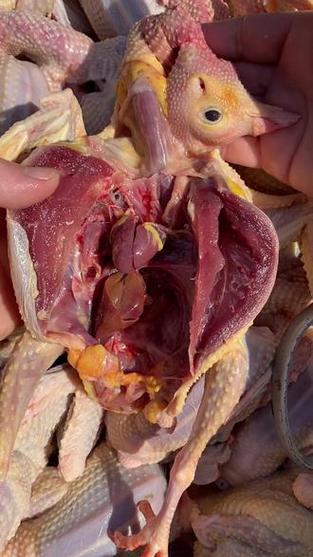 鸽子肉第八章怎么解锁
