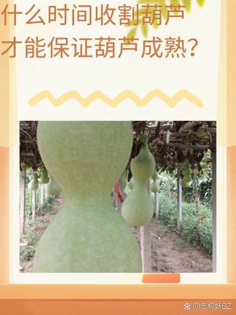 附近收葫芦的联系方式
