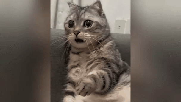 震惊猫表情包gif