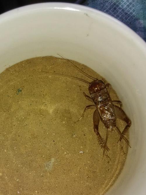 蟋蟀怎么赶出去