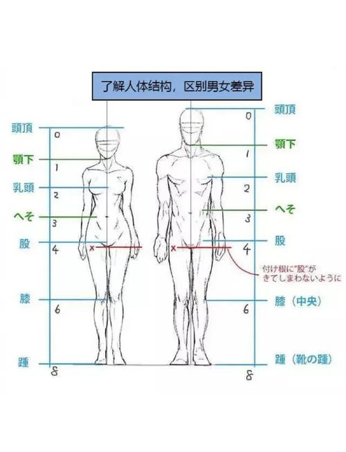 初中生物男女身体基本构成