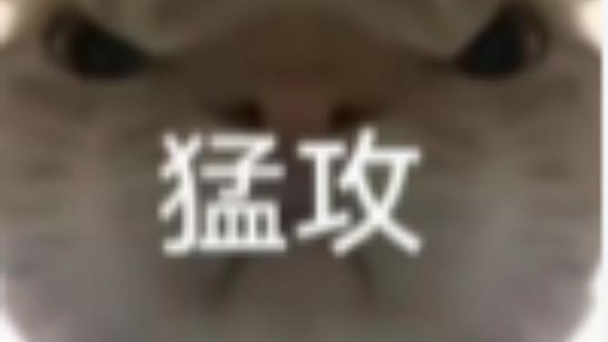 猛攻猫猫表情包