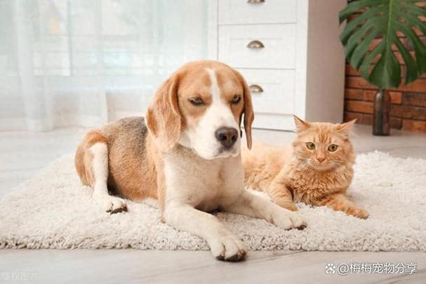 猫肥宅润狗
