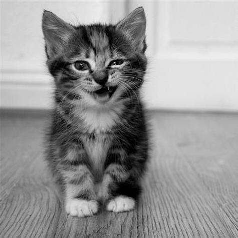 黑猫镇宅还是白猫镇宅
