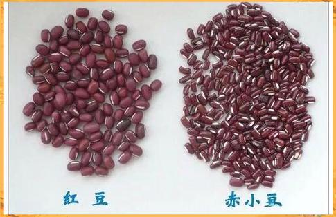 红豆和赤小豆的功效差异