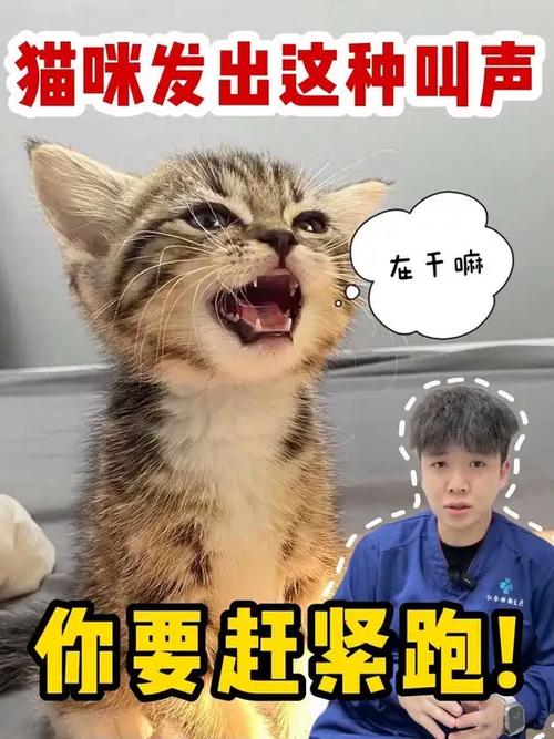 猫咪警告叫声mp3