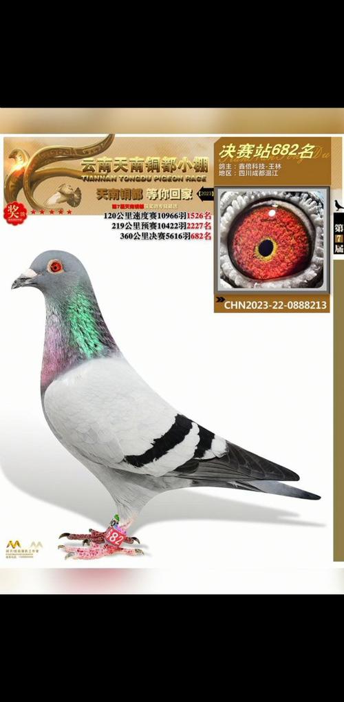 2026最旺财鸽舍名字