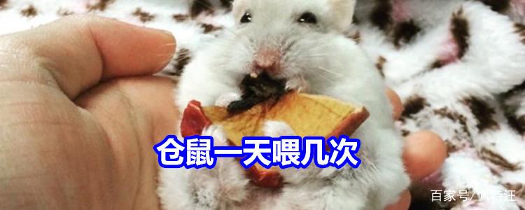 养仓鼠一天喂几次