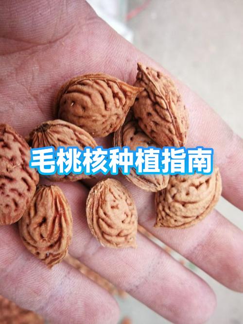 毛桃核种植时间和方法