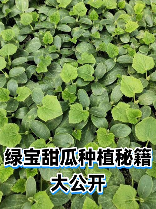 绿宝石5.5内置作弊菜单