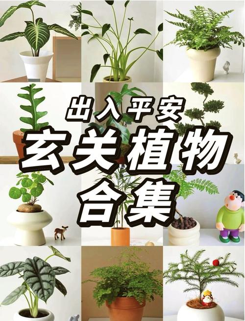 入户门最吉利的植物