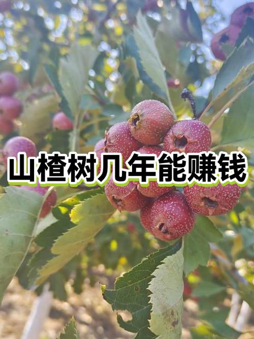 现在栽什么树最赚钱