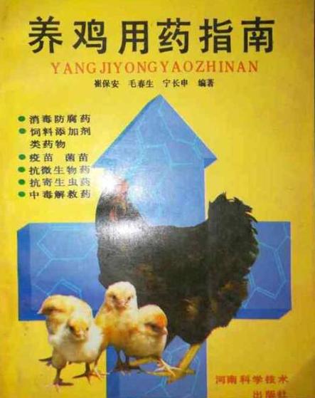 生姜红糖水喂鸡