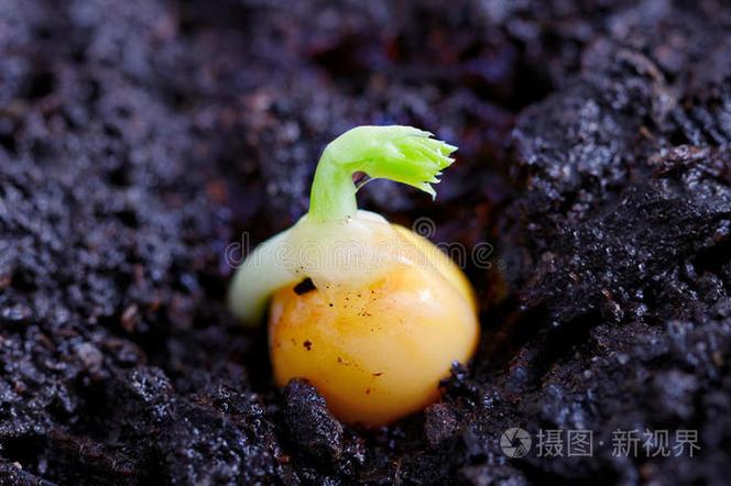 发芽的豌豆能吃吗 带芽带豆