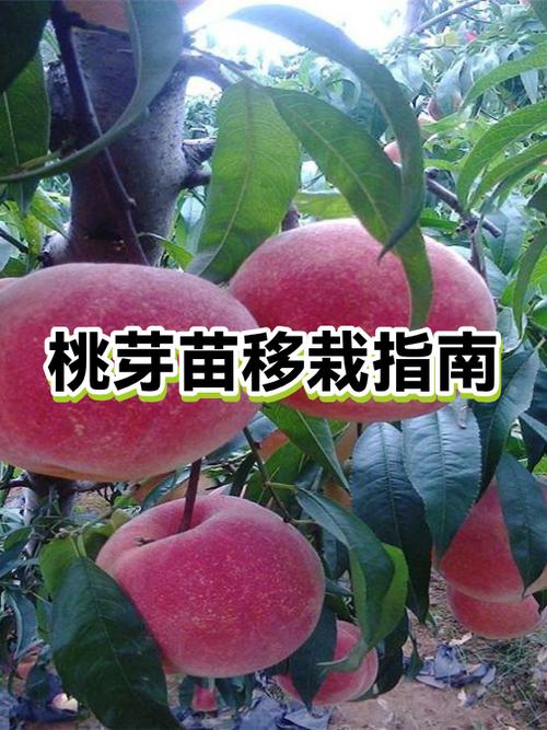 桃子苗什么时候栽最好