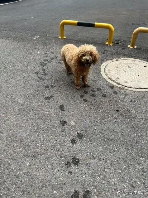 狗狗丢了怎么找最有效