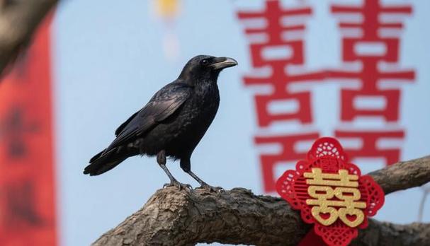 乌鸦什么时候是吉祥的象征